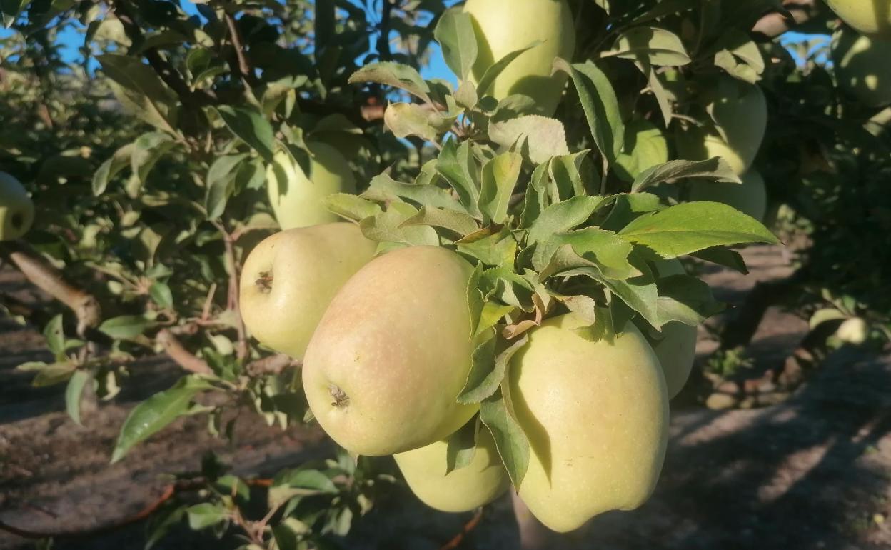 El fruto colgado de un árbol en unos campos de cultivo de la Marina Alta'. 