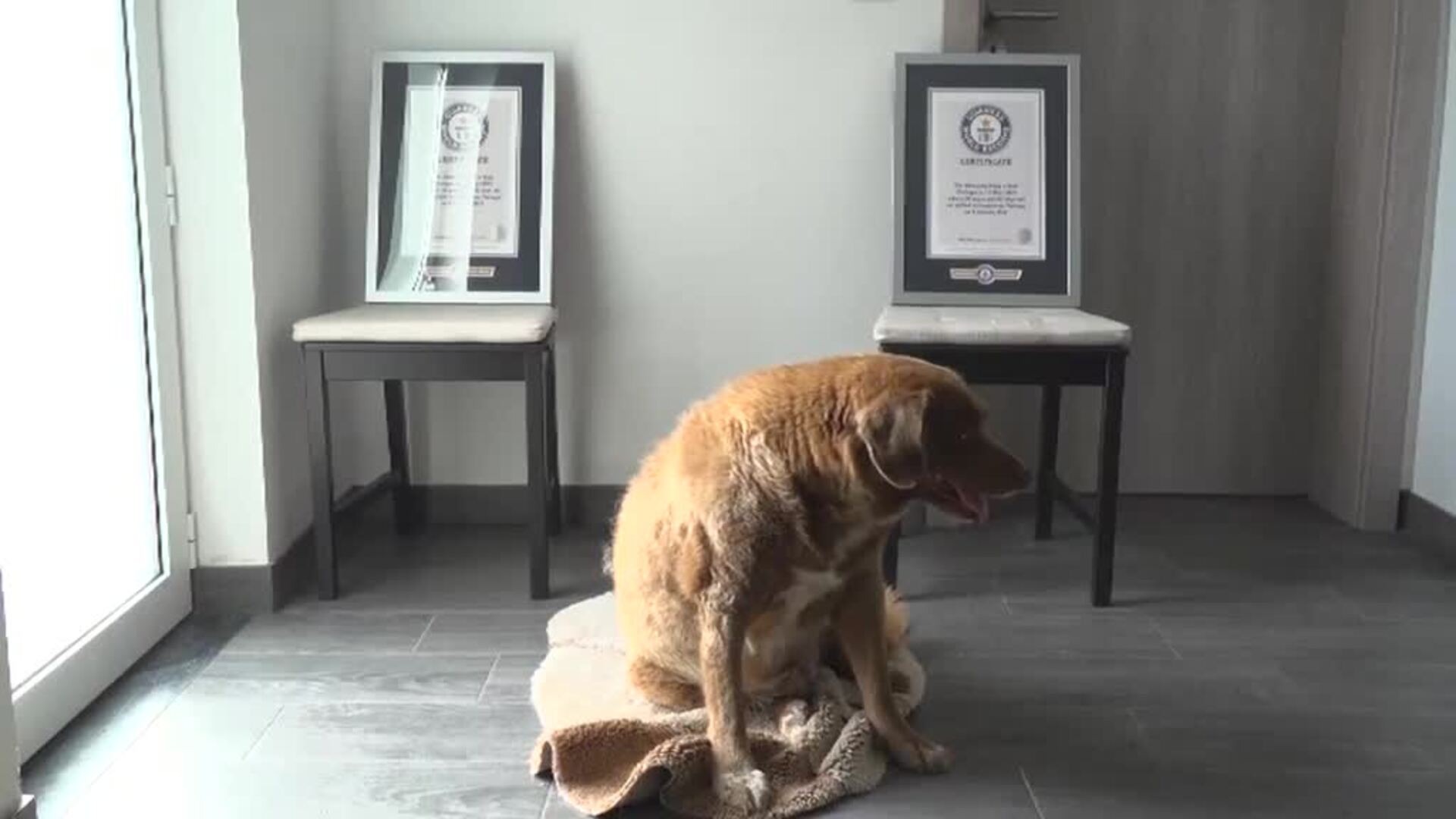 Encontramos en Portugal al perro más longevo del mundo
