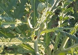 Destrozos en plantas de alcachofa en los campos de la Vega Baja.