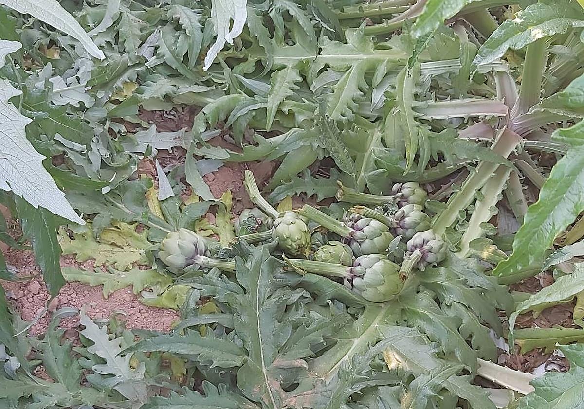 Imagen principal - Destrozos en plantas de alcachofa y hurto del generador.