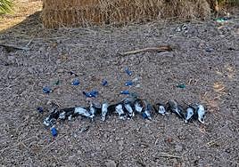 Tórtolas abatidas y restos de los cartuchos.