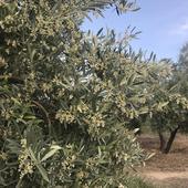 El olivar da un respiro a los agricultores de la montaña de Alicante en un año nefasto para sus cultivos