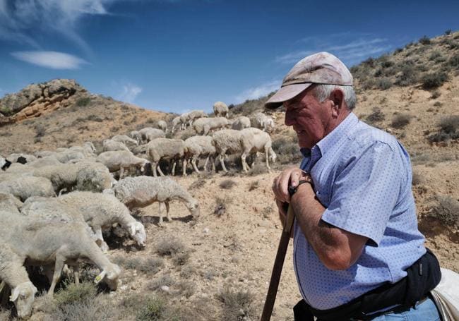 Un ganadero con sus ovejas.