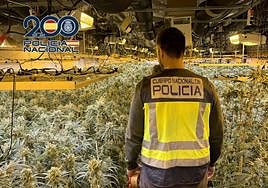 La nave que albergaba las plantación tenía una superficie de 1.100 m2.