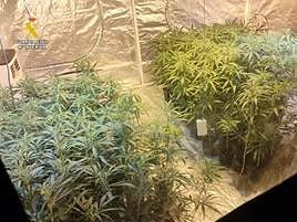 Plantación de marihuana indoor.