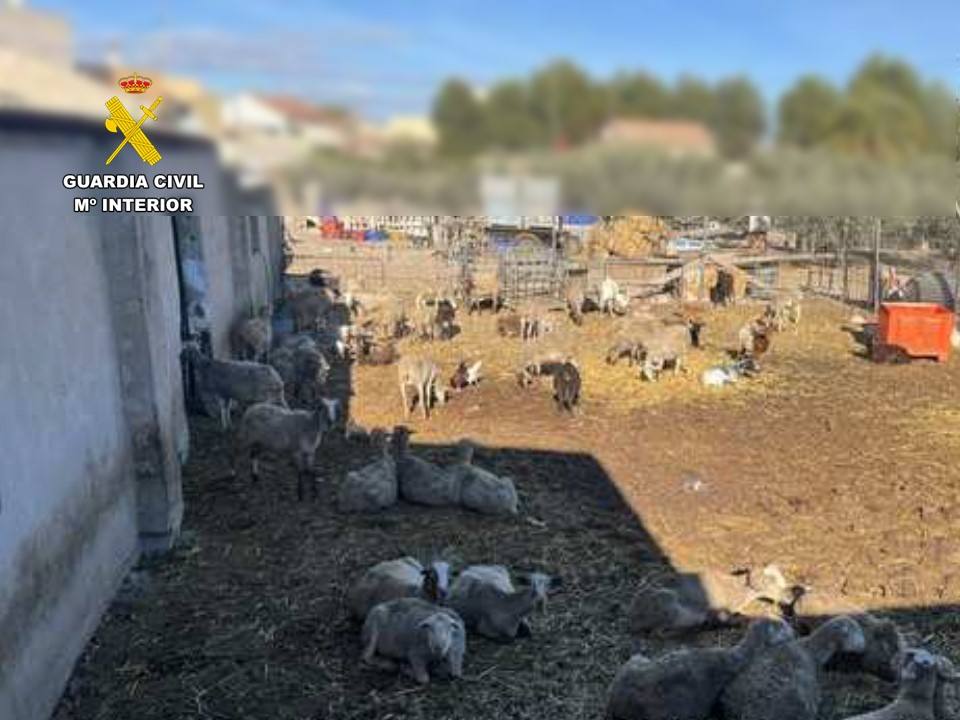 La Guardia Civil cierra una explotación que criaba ovejas y cabras sin ningún control sanitario en Daya Nueva