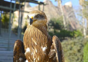 Tres nuevas aves rapaces surcan los cielos de Terra Natura Benidorm
