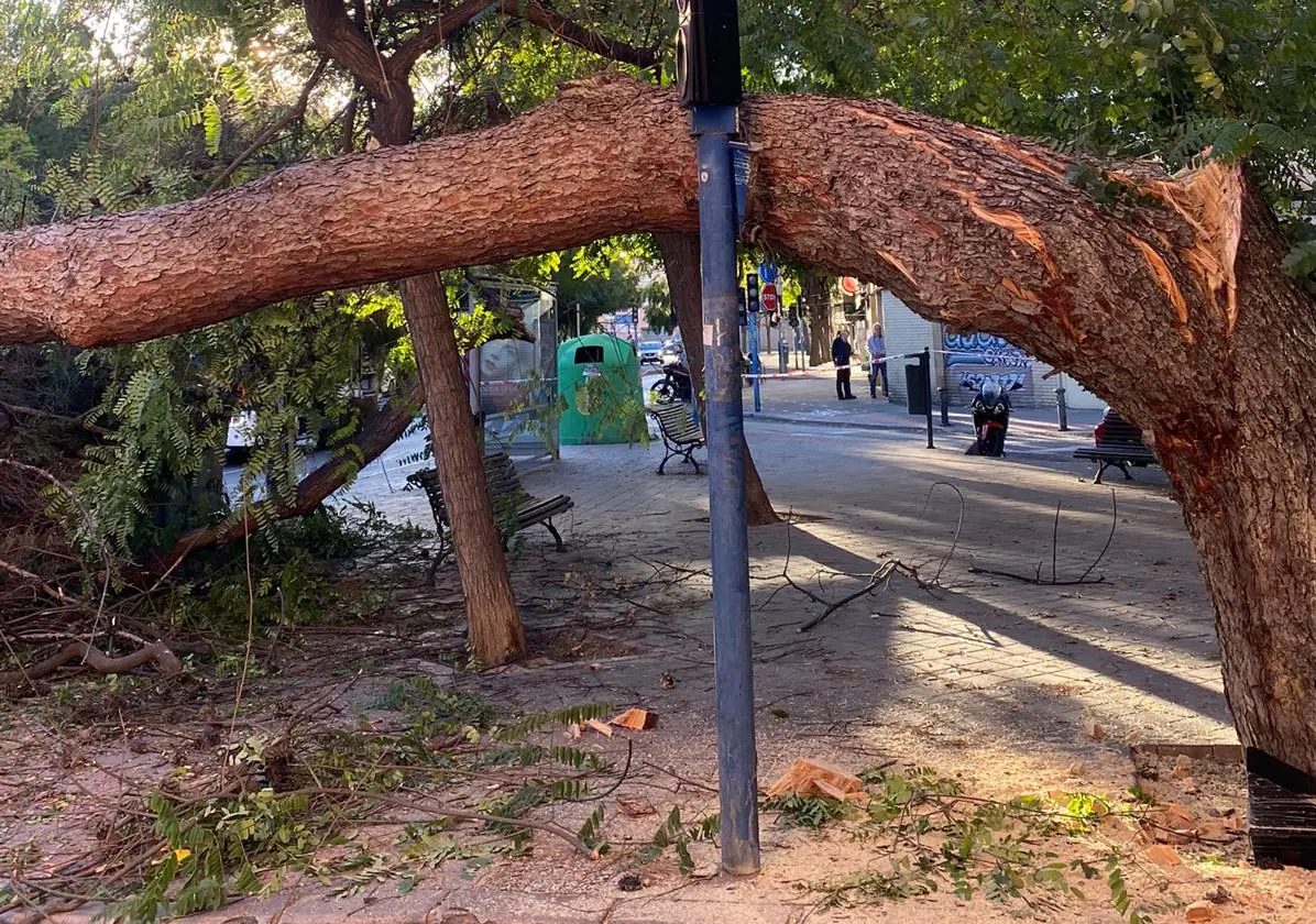 La caída de un árbol por el fuerte viento provoca retenciones en Alicante