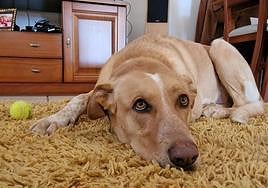 Rolo, el perro desaparecido en la Serreta de Fontcalent.