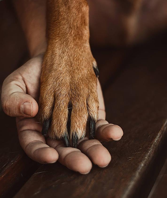 Imagen secundaria 2 - Varias sesiones de mascotas.