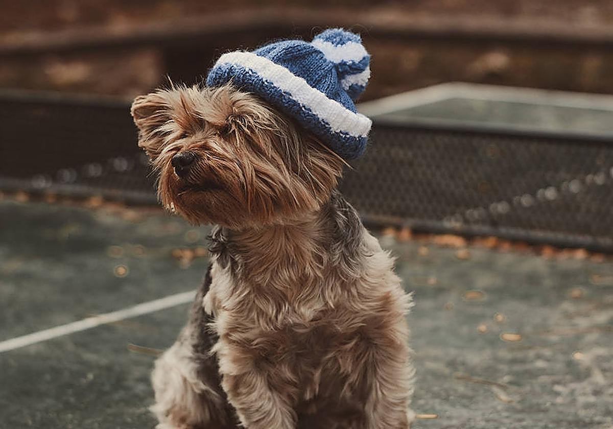 Sesión de fotos de un perro con su gorrito.