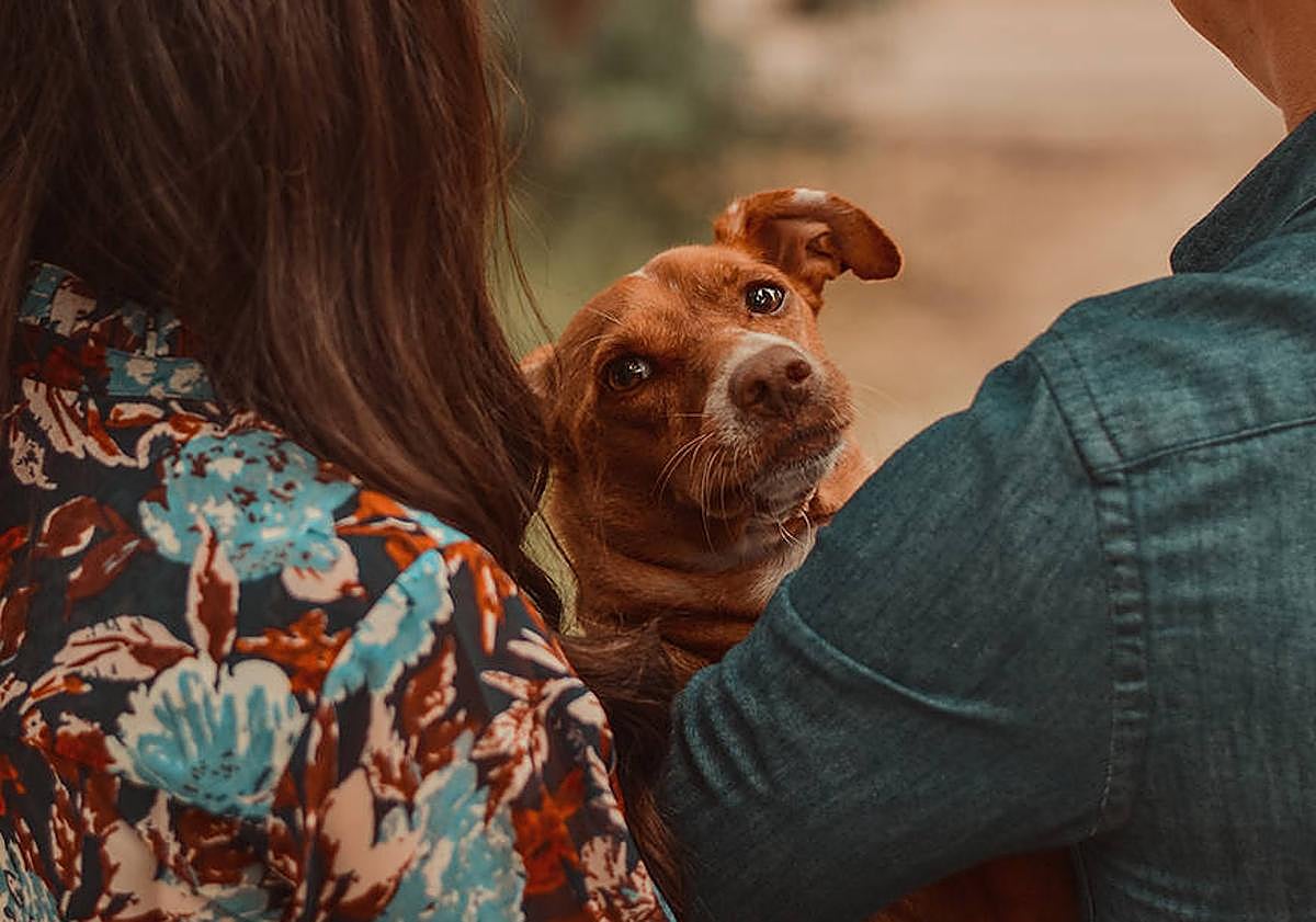 Imagen principal - Varias sesiones de mascotas.