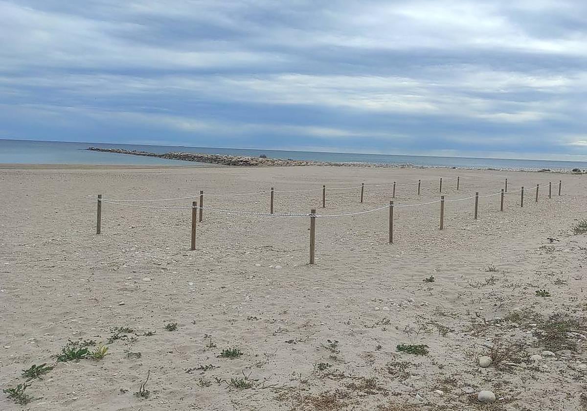 Zonas acotadas en los arenales campelleros para crear ecosistemas dunares.