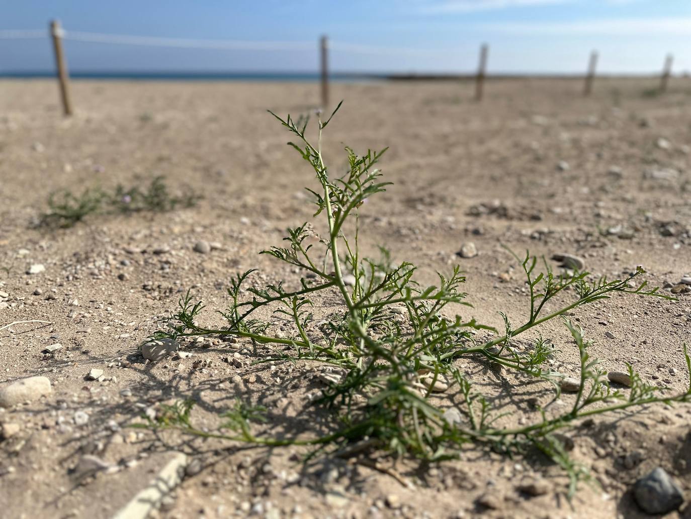 Imagen secundaria 1 - El Campello acota dos zonas en sus playas para crear ecosistemas dunares