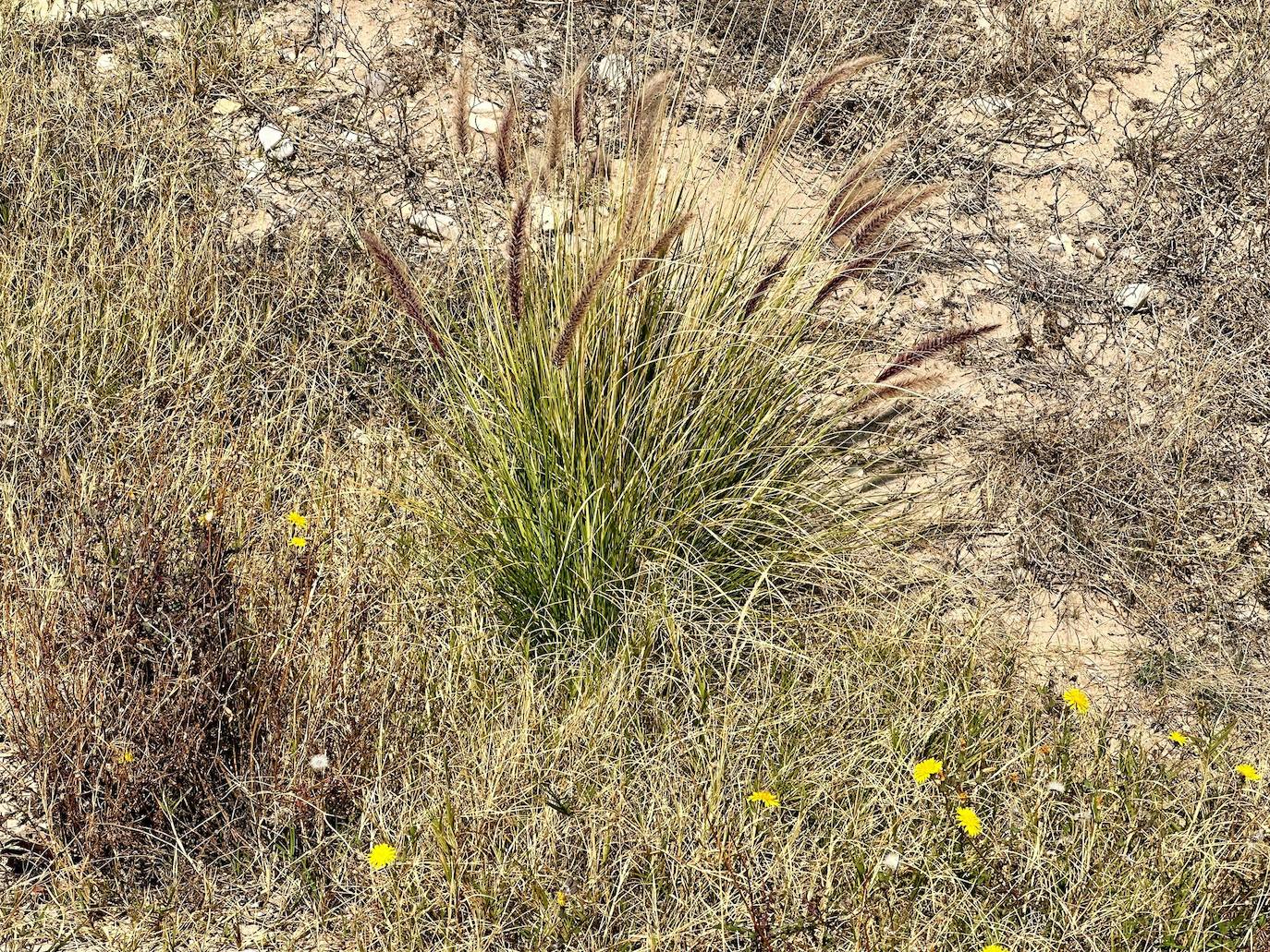 Imagen principal - El Campello acota dos zonas en sus playas para crear ecosistemas dunares