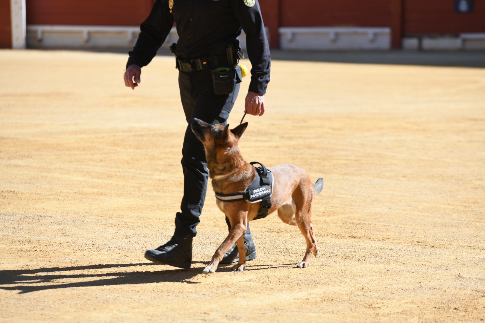 Imágenes de la espectacular exhibición de la Policía Nacional en Alicante