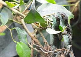 Las crías de basilisco nacidas en Terra Natura Benidorm.