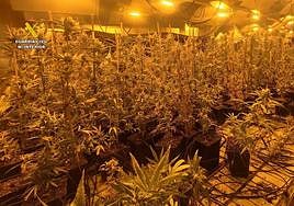 Cultivo desmantelado.