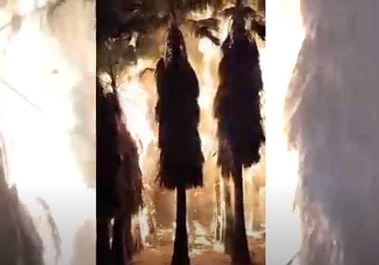 Incendio del palmeral de Torrevieja.