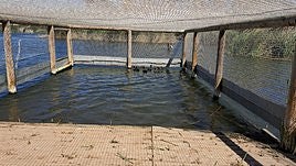 Varios ejemplares de las aves acuáticas en peligro de extinción liberadas en Elche.