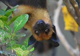Ejemplar de hembra de zorro volador que ha dado a luz en Terra Natura Benidorm.