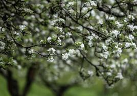 Manzanos en flor.