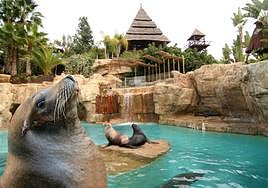 Leones marinos en Mundomar Benidorm.