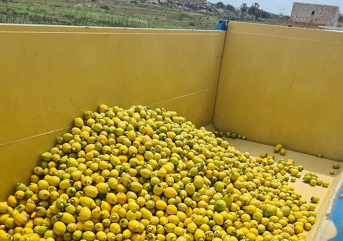 Limones calificados como destríos.