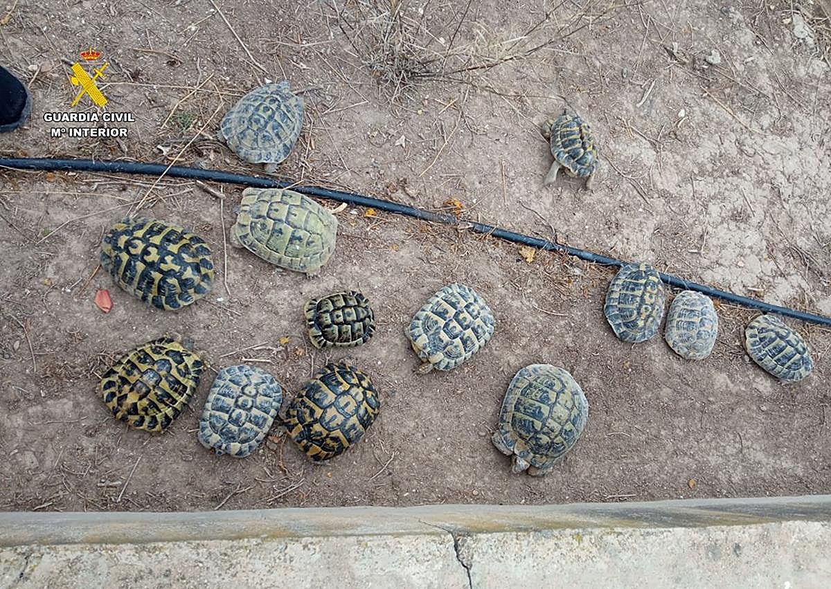 Imagen secundaria 1 - Diferentes ejemplares rescatados por el Seprona en Alicante en 2023.