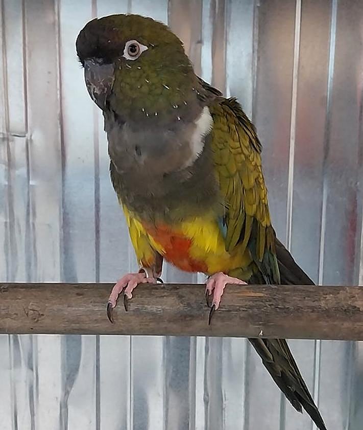 Imagen secundaria 2 - Diferentes ejemplares rescatados por el Seprona en Alicante en 2023.