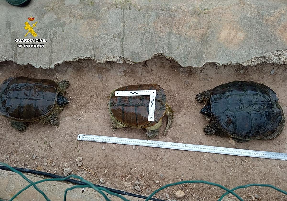 Alguno de los ejemplares de tortugas protegidas rescatadas por el Seprona en Alicante.