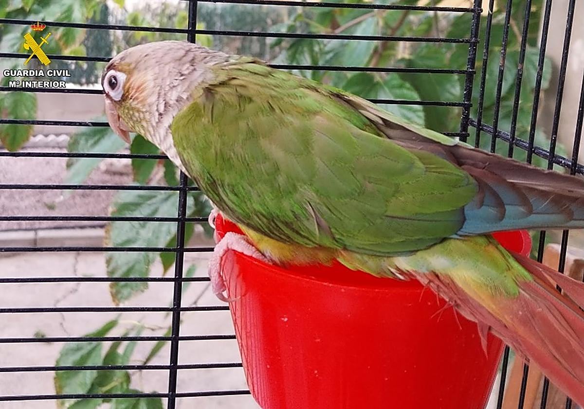 Imagen principal - Diferentes ejemplares rescatados por el Seprona en Alicante en 2023.