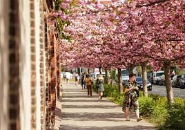 Cerezos en flor en las calles de Varsovia.
