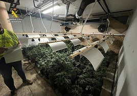 Plantación de marihuana descubierta por la Guardia Civil en la operación.