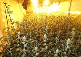 Plantación de marihuana en una nave industrial de Els Poblets.