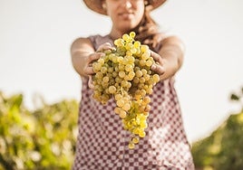 Vinoble es el salón de vinos especiales que este año se celebra en Jerez de la Frontera.
