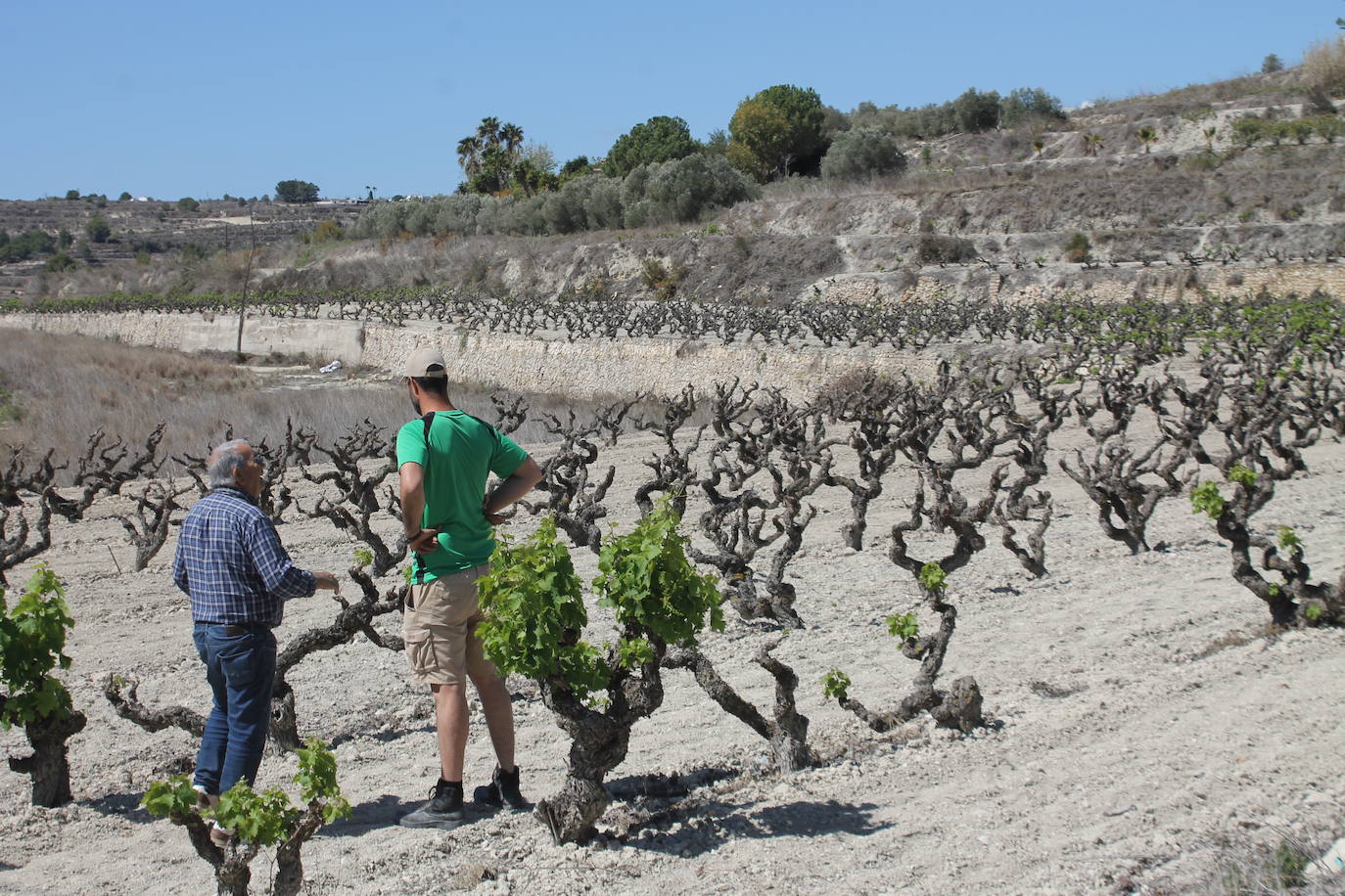 Imagen principal - Alicante se queda sin moscatel por la sequía