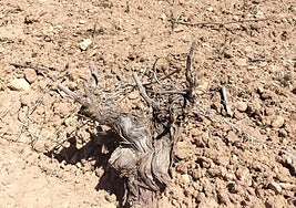 Viñedo en un campo seco.