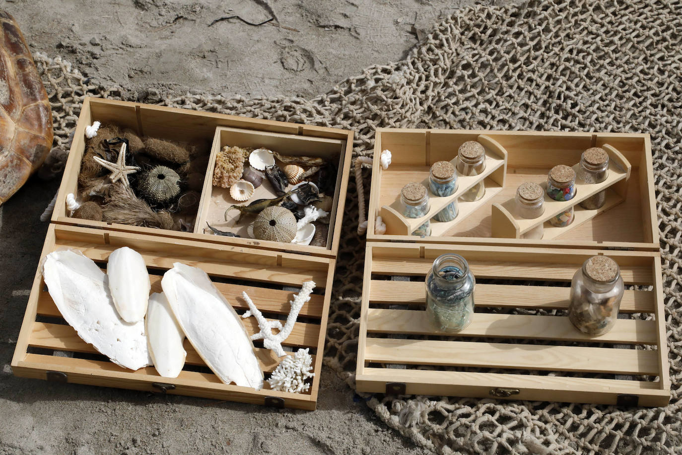 Devuelven al mar siete tortugas nacidas en un nido de Dénia el pasado verano