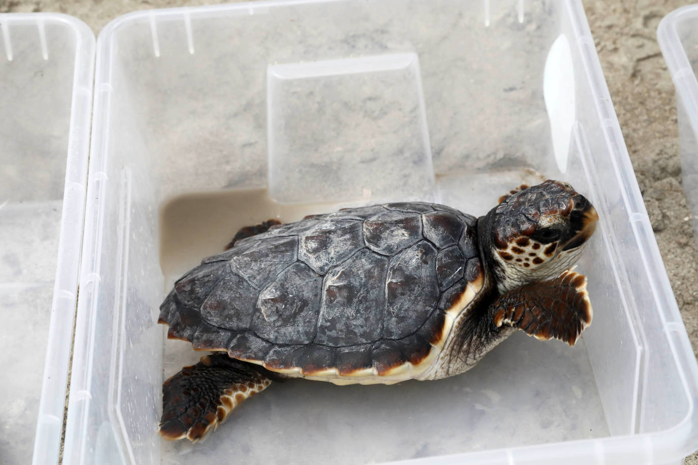Devuelven al mar siete tortugas nacidas en un nido de Dénia el pasado verano