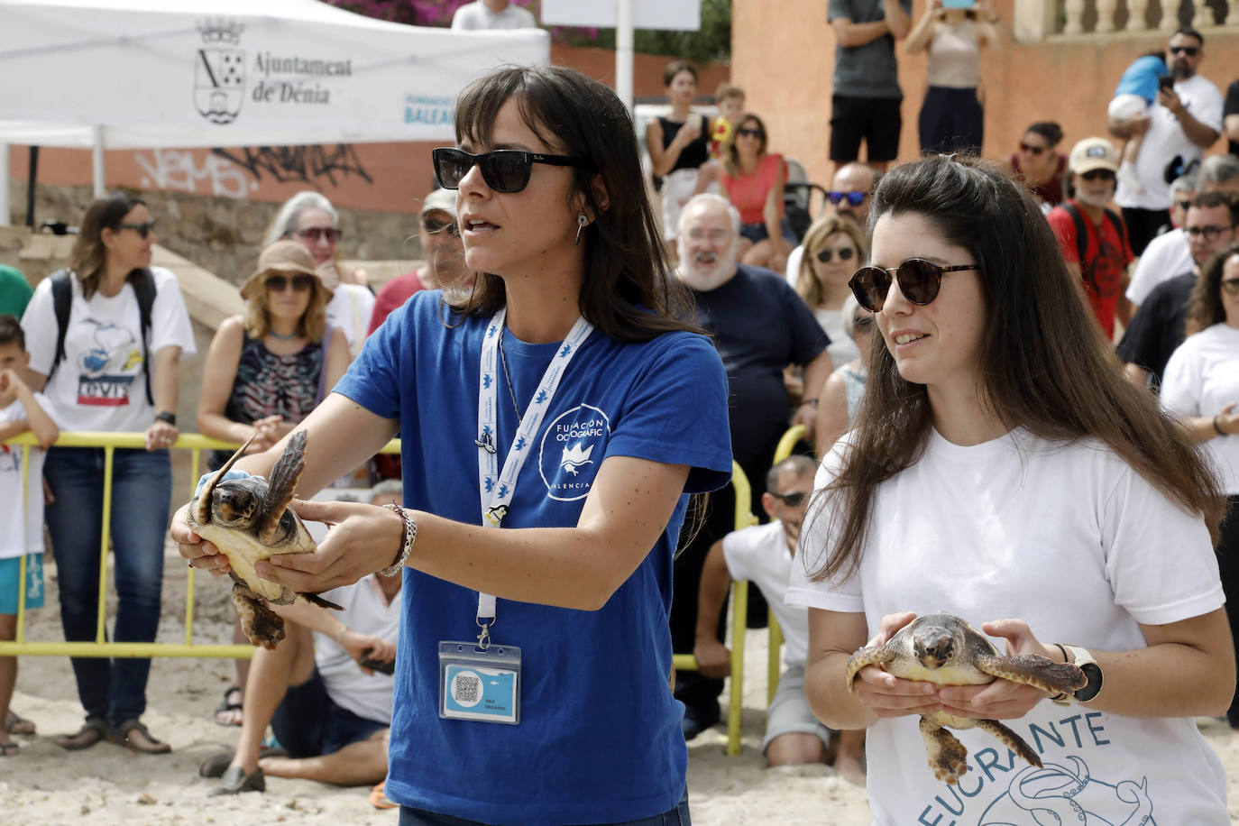 Devuelven al mar siete tortugas nacidas en un nido de Dénia el pasado verano