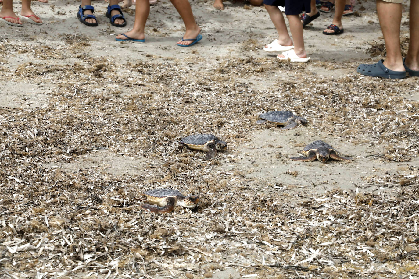 Devuelven al mar siete tortugas nacidas en un nido de Dénia el pasado verano