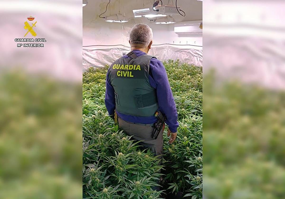 Marihuana cultivada dentro de una casa.
