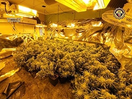 Plantación de marihuana desmantelada durante la operación.