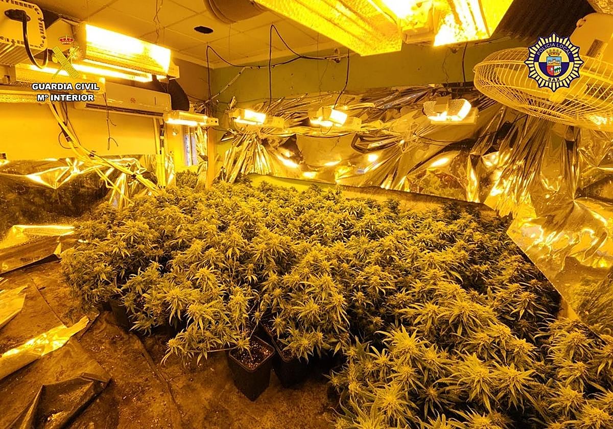 Plantación de marihuana desmantelada durante la operación.