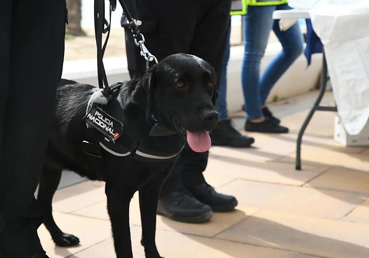 Agente canino de la Policía Nacional este viernes en la playa de Urbanova.