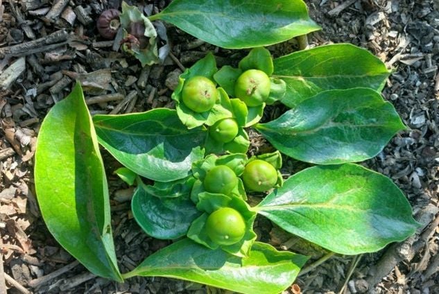 Imagen principal - Una plaga amenaza la cosecha de cítricos y uva en la Vega Baja y el Vinalopó