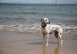Un perro en una playa.