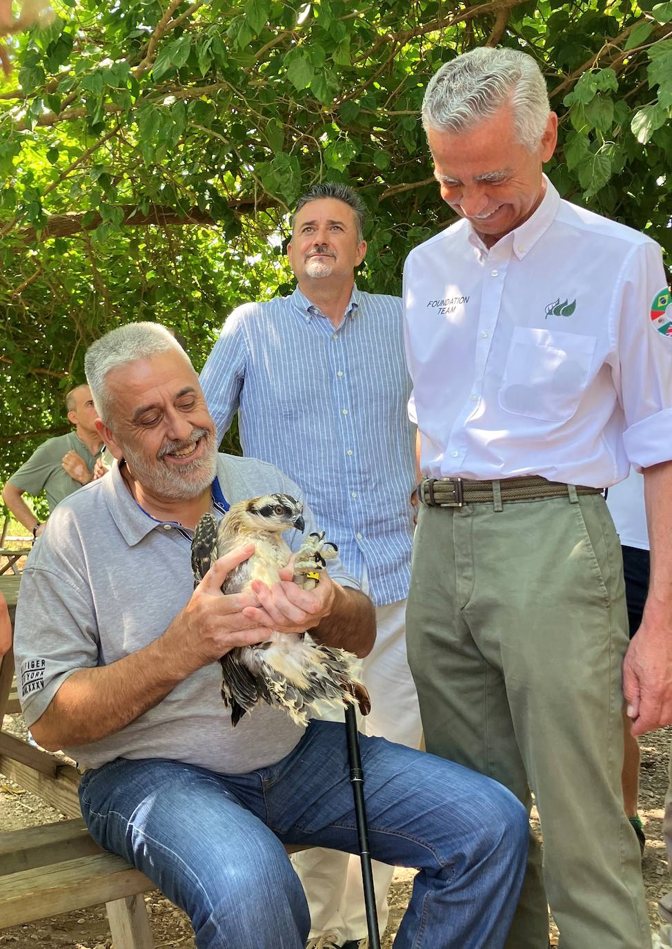 Una de las doce crías de aguila pescadora introducida en la Marjal Pego-Oliva.