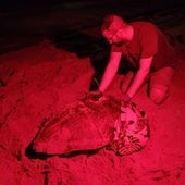 Segunda puesta de huevos de tortugas en las playas de Elche